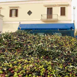 Galantino Fruttato Medio Extra Virgin Olive Oil, 500ml