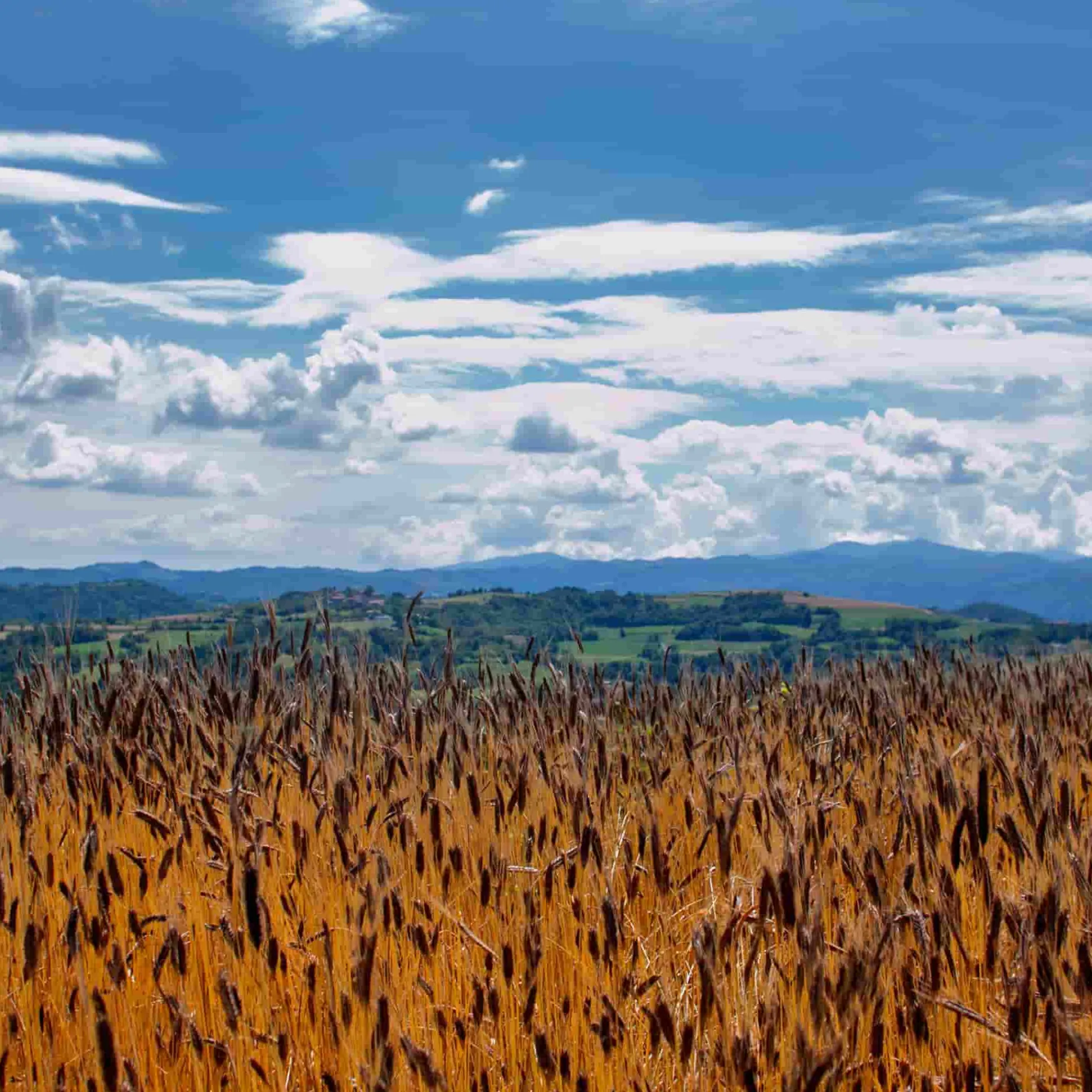 Mulino Marino Organic Enkir (Einkorn) Spelt Grain, 1kg