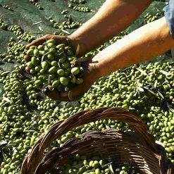 Puglian Extra Virgin Olive Oil in Green Splatter Ceramic Bottle, 500ml