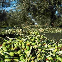 Puglian Extra Virgin Olive Oil in Red Splatter Ceramic Bottle, 500ml