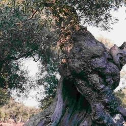 Puglian Extra Virgin Olive Oil in Amphora Bottle, 500ml