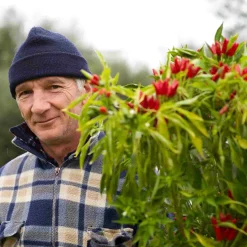 Puglian Olive Oil with Chilli in Terracotta Bottle, 250ml