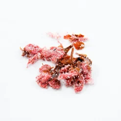 Salted Sakura Cherry Blossom, 30g