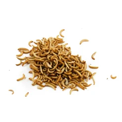 Short Dated Edible Buffalo Worms, 20g